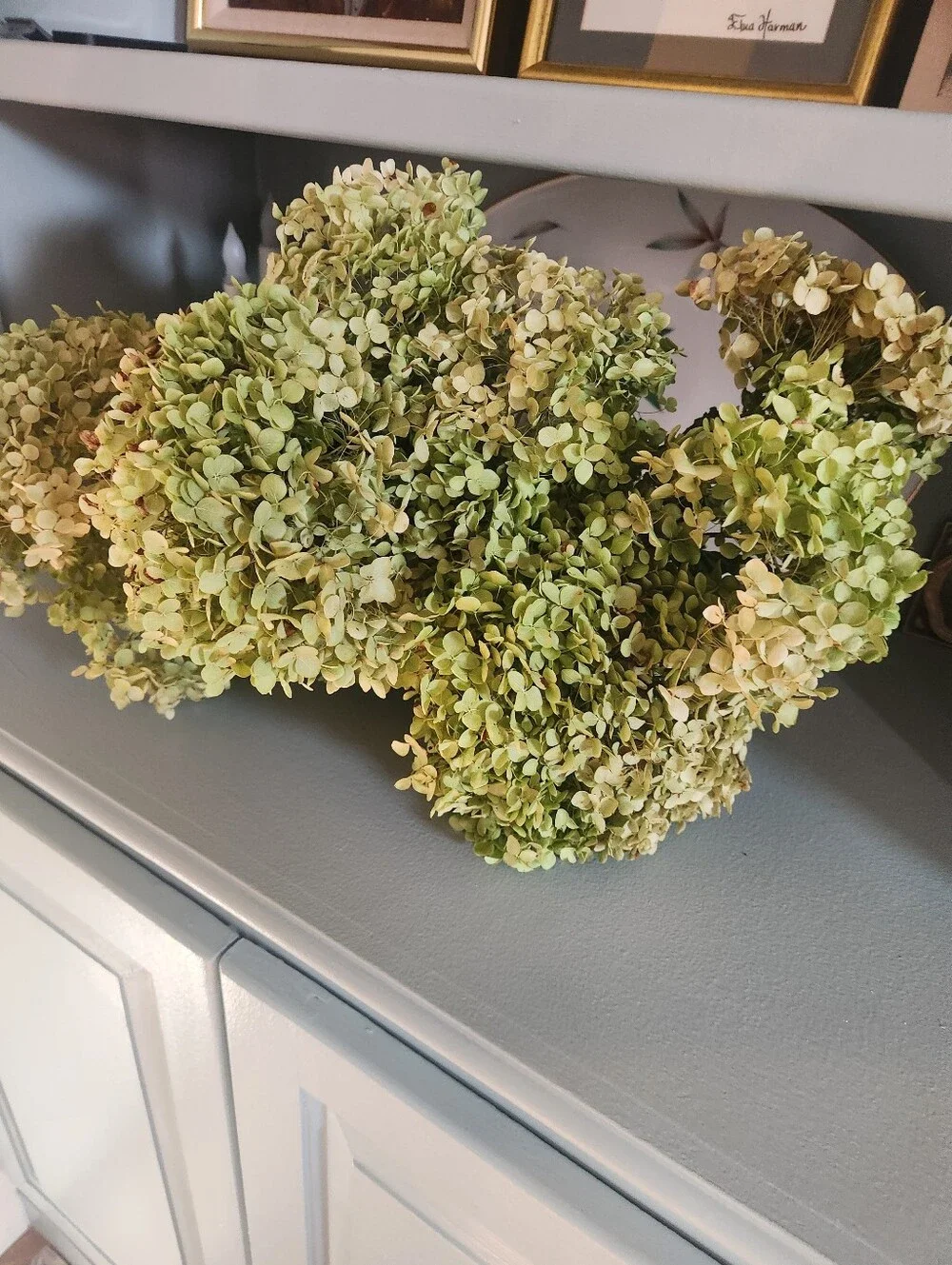 Over 6 Stems Of Real Fragile Dried Annabelle Hydrangeas